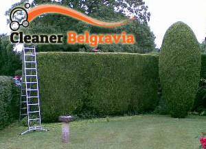 Hedge Maintenance Belgravia